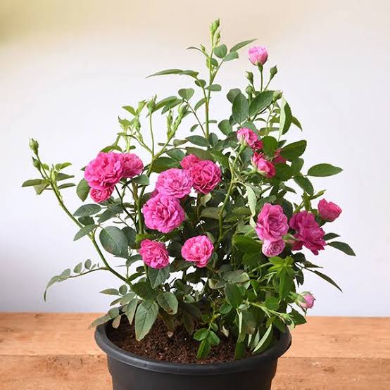 Pink rose Live plant pack of 1 | original rose plant |