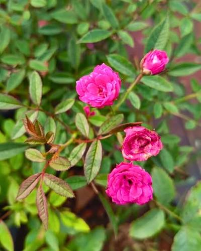 Pink rose Live plant pack of 1 | original rose plant |